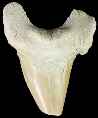 Otodus Shark Tooth Fossil - Eocene #67236